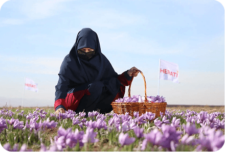Afghan Saffron