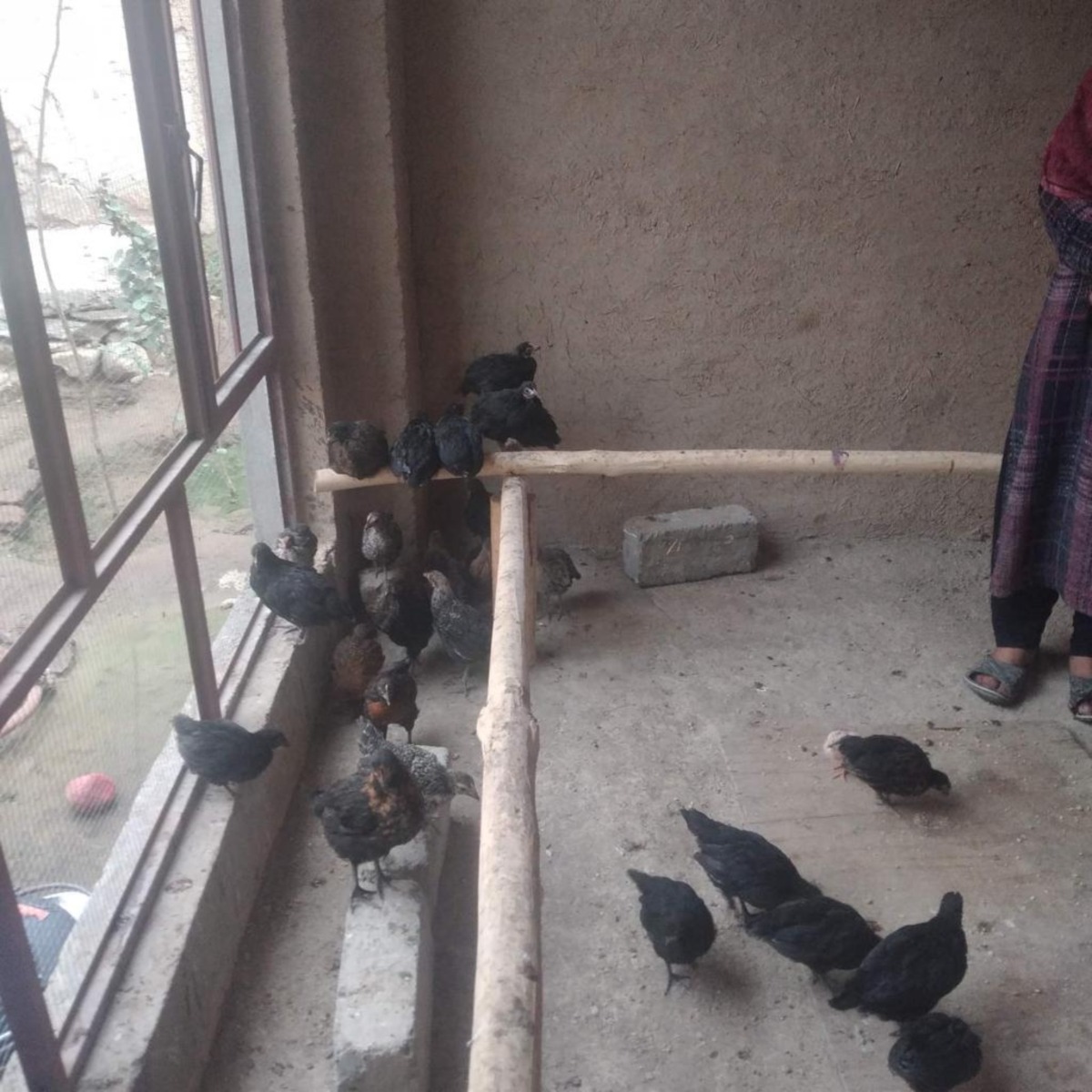 Chicken farm for women in Afghanistan