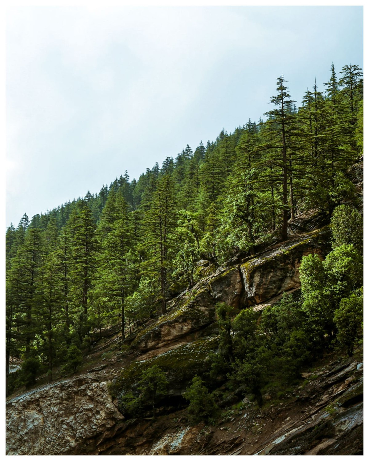 Nuristan Forest Hillside | Photo Print by Zabih Habibi 1