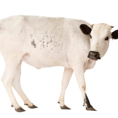 Emergency Eid ul-Azha Qurbani Package