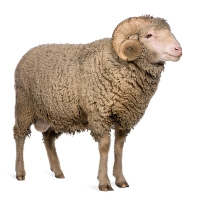 Emergency Eid ul-Azha Qurbani Packages