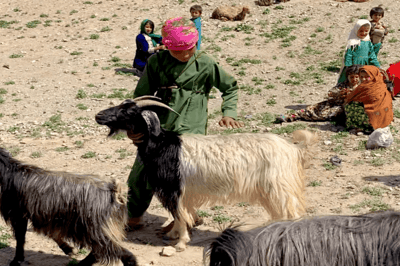 Send Your Qurbani, Feeds Families Who’ve Gone Without Meat All Year