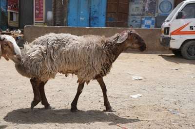 Give Qurbani, Bring Smiles to 100 Orphaned Children