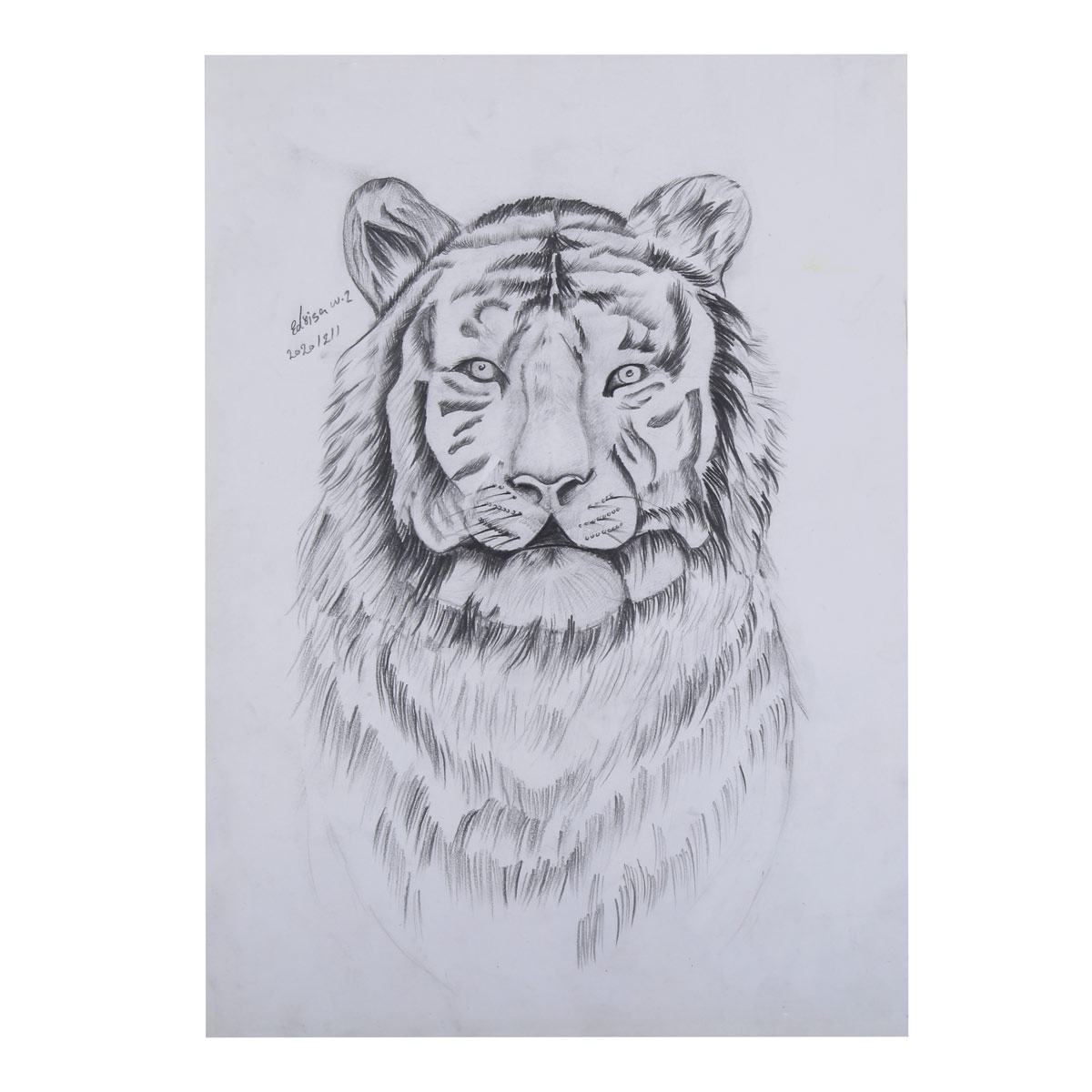 Tiger Pencil Sketch Work | Line Pencil Artwork