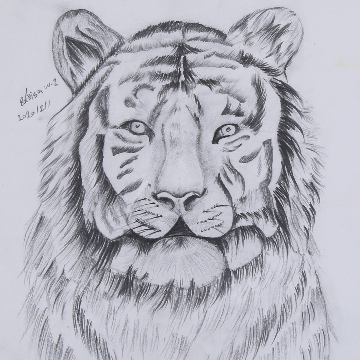Tiger Pencil Sketch Work | Line Pencil Artwork