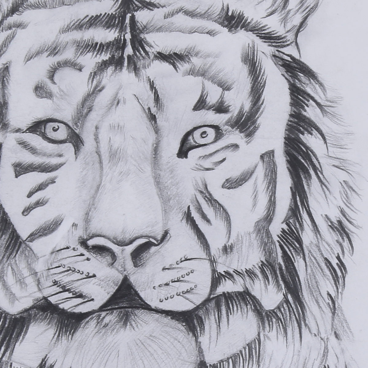 Tiger Pencil Sketch Work | Line Pencil Artwork