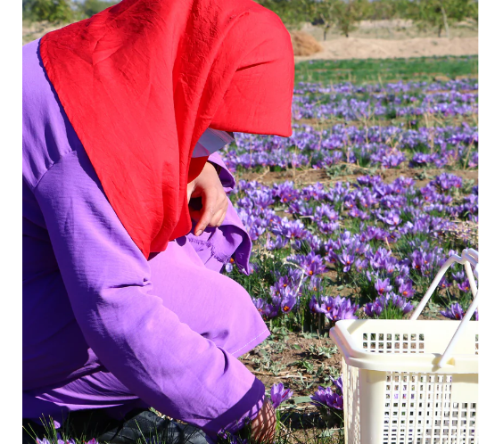 4gr Saffron, Freshly Harvested Saffron
